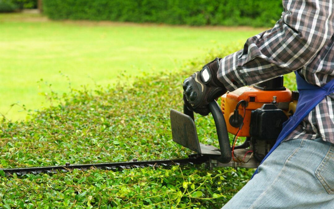 Taille de haies à Toul : un entretien essentiel pour un jardin impeccable